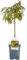 Collection d'arbres fruitiers pour patio | Fruits variés | Idéal pour petits jardins | 2-3 pieds