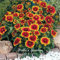 50 Stück Gaillardia aristata Semi e semi in einem Blumenvase zum Selbermachen, wenn Sie den offenen Garten in den Garten stecken