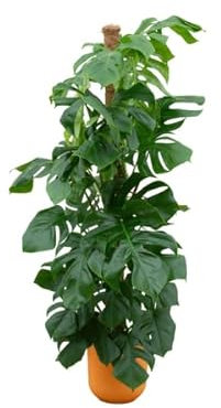 Monstera Pertusum XL con elho Jazz Round amarillo Ø26-150 cm