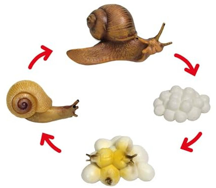 TimeTEX - Lebenszyklus SCHNECKE | Detailgetreue Entwicklungsstadien für spielerisches Lernen | Inhalt: 4 Modelle; Eier bis Schnecke, mit digitalen Übungen; Für Kinder ab 4