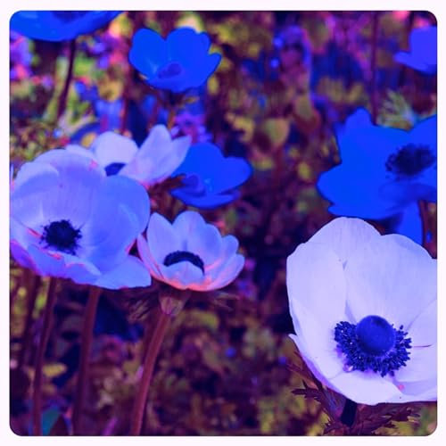 Anemone -Anemone Mehrjährig Winterhart -Anemonen Zwiebeln