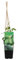 Bloomique – Humulus Lupulus – Hopfenpflanze – geeignet zum Bierbrauen – Kletterpflanzen – Gartenpflanzen – winterhart – Topf 15 cm – 70–80 cm hoch