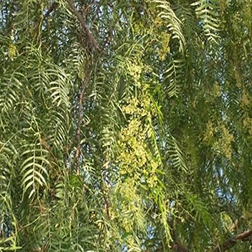 Albero Schinus Molle Altezza 130cm