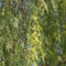 Albero Schinus Molle Altezza 130cm