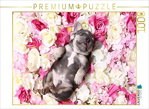 CALVENDO Puzzle Französische Bulldogge Welpe/French Bulldog Puppy | 1000 Teile Lege-Größe 64 x 48 cm Foto-Puzzle für glückliche Stunden