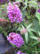 Buddleja Summer Bird Blue - Zwerg-Schmetterlingsflieder 30-40