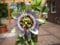 Passiflora caerulea - Passionsblume 40-60 cm