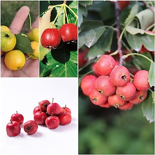 10 pcs weißdorn pflanze samen - säulenobstbäume hochbeet balkon exotische samen,Crataegus pinnatifida,weissdorn bonsai bäumchen kaufen winterfeste pflanzen für balkon baumsamen plants