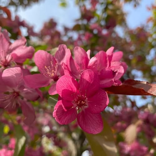 120 pcs hängende begonie samen, begonien samen, wildblumensamen, balkon begonie pflanze - Malus spectabilis - blumenwiese, topfpflanzen echt pflanzen samen indoor, pflanzen winterhart