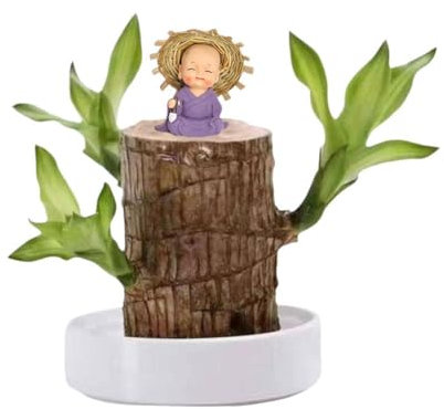 Brasilianische Holzpflanze Mini Brasilien Glücksholz Pflegeleicht Brasilianisches Holz Hydrokultur Pflanzen Pflanze Lucky mit Po Holz Brasilianisch