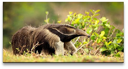 Paul Sinus Leinwandbild 120x60cm Ameisenbär Tier Natur Fell Gras Wiese Wildnis