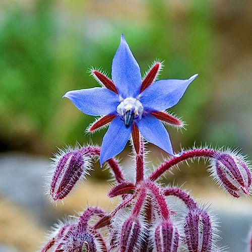 Borretsch Samen Winterhart,Borago Officinalis, Geschenke Für Garten Exotische Pflanzen Pflanzensamen Geschenk Mini Garten Balkonpflanze Bodendecker Winterhart Blumensaat Deko Büro 10 Stück