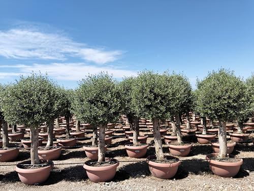 Sunny Tree - Olea Europea - Olivier résistant à l'hiver - Forme sphérique - 190 cm dans un pot décoratif - Olivier âgé de 45 ans - Fruitifère - Persistant - Résistant à l'hiver jusqu'à