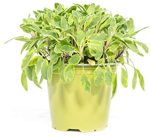 mgc24 Gelbbunter Salbei, echte frische Kräuter Pflanzen im 14cm Topf, Salvia officinalis Icterina, Höhe ca. 15cm, 3 Stück