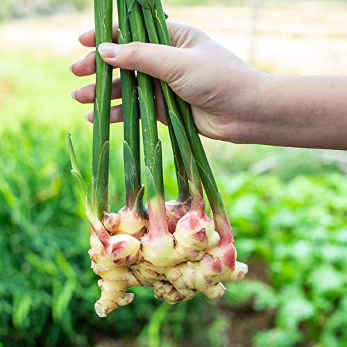 ingwer samen bio - Seltene Pflanzen serie - extrem winterharte kübelpflanzen garten hochbeet kräutergarten indoor hochbeet steingartenpflanzen winterhart gartenkräuter 150 Stück