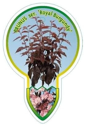 Prunus serrulata 'Royal Burgundy' 100-120 cm - Japanische Nelkenkirsche - Zierkirsche