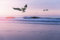 Pixblick - Hochwertige Fototapete - Möwen am Nordseestrand I Vlies-Fototapete (Kleistertapete) (450 x 300 cm)