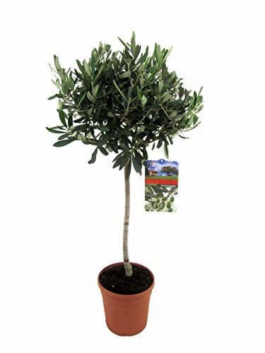 DECOALIVE Planta Natural de Interior Olivo para Decorar la Casa y la Oficina, 8435712005289