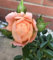 Sweet Dream Patio/Miniature Bush Rose Plant in A 3 Litre Pot