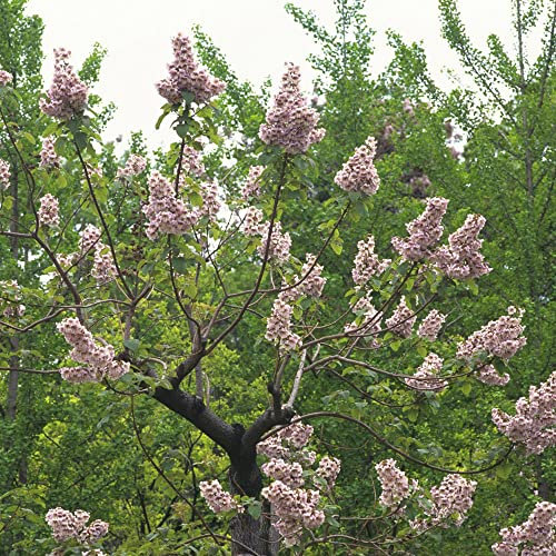 kiribaum pflanze - Paulownia samen - kiri baum baumsamen - garten geschenke balkonpflanze winterharte stauden mehrjährig samen alte sorten plants indoor garten 400 Stück