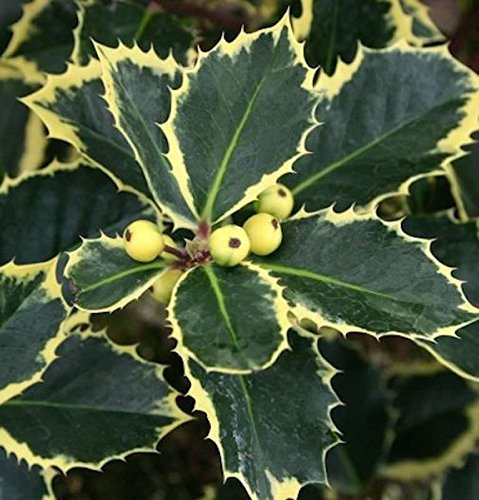 Gelbbunte Stechpalme Aurea 80-100cm - Ilex aquifolium - lebende Gartenpflanze aus den Baumschulen