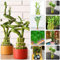 semillas de bambú de la suerte plantas exterior árbol del dinero plantas mimosa palma fruta dorada planta guisante árbol dragón planta plátano y palma zapatera bambú bambú gigante 40pcs