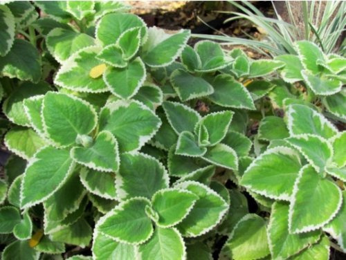 Live Plant Cuban Oregano, (1 plant) Indian Borage Mexican Mint, Spanish Thyme