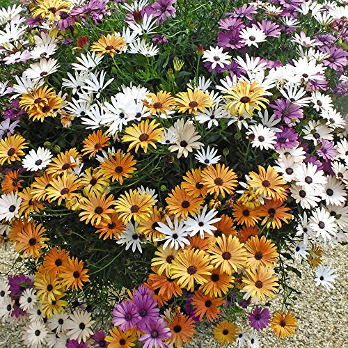 Trailing Osteospermum Summer Bedding Plant, Flowers All Summer Long, Drought Tolerant, Trailing Plants, Hanging Baskets, 5 x Osteospermum Falling Stars Plug Plants by Thompson & Morgan (5)