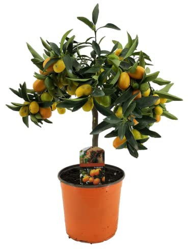 Plant in a Box - Citrus microcarpa fortunella Kumquat - Citrus Kumquat - Zitronenbaum Winterhart - Topf 19 - Höhe 50-65cm