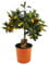 Plant in a Box - Citrus microcarpa fortunella Kumquat - Citrus Kumquat - Citronnier rustique - Pot 19cm - Hauteur 50-60cm
