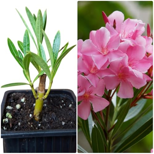 Pack de 10 Plantas natural Adelfa Nerium Oleander Rosa, 5-10 cm. Aún SIN FLOR. Arbusto ornamental, con flores vistosas y muy resistentes. Segura Garden.