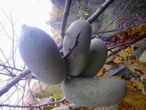 5 PIANTE ASIMINA TRILOBA BANANO DI MONTAGNA PRIMIA,SUNFLOWER 22 VARIETA DISPONBILI