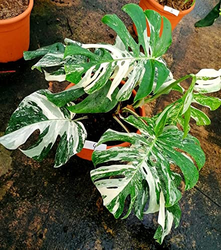 POWERS TO FLOWERS - PHYLODENDRON PERTUSUM, MONSTERA DELICIOSA VARIEGATA, VASO 28CM DIAMETRO, pianta vera
