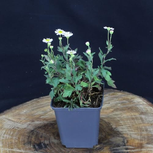 3 Stück Erigeron Karvinskianus von INTRAGARTEN | spanisches Gänseblümchen im Topf | robuster und mehrjähriger Bodendecker