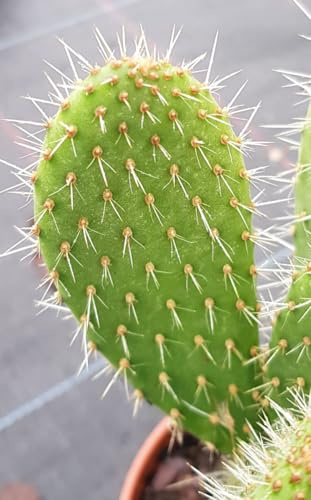 Opuntia leucotricha/Oponce poilue/Conteneur de 2 à 2.9 litres/Cactée