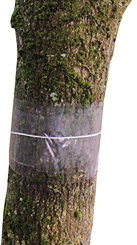 Gardening Naturally Clear Glue Bands For Trees 2 x 1m + String Glue Pesticide Free Stop Crawling Insects Control 16cm Wide