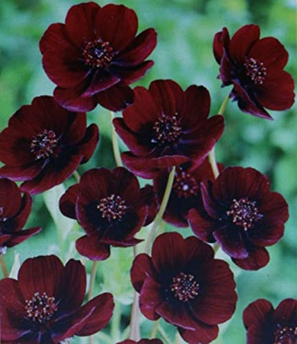 Schokoladenblume duftend Cosmos atrosanguineus1 Wurzelstück Blumenzwiebeln