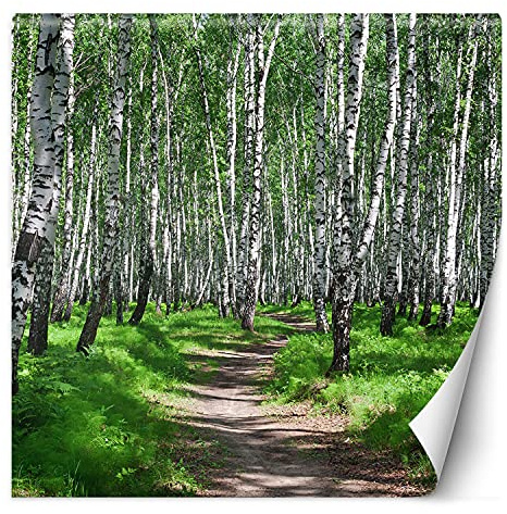 Feeby Vlies Fototapete Pfad Durch Birkenwälder 250x250 cm Grün Wanddeko Inklusive Kleister Hotel Spa Büro Wohnzimmer Schlafzimmer Flur Natur Pflanzen