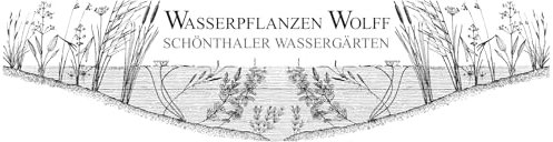 WASSERPFLANZEN WOLFF - Mooskugel Größe L 4-5 cm/Cladophora aegagropila - Marimo Ball für Kaltwasser und Warmwasser Aquarium sowie Gartenteich