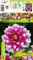 Dahlienknolle : Dahlia - Dahlie Dekodahlie  Priceless Pink  1 Knolle/Rhizom