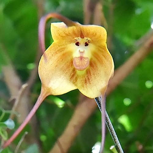 Luojuny Orchideensamen, 20 Stück/Beutel, seltene, spezielle Form, tragbare, belebende Blumensamen für den Balkon Gelb Affengesichts-Orchideen-Blume