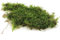 10 Grams Christmas Moss Vesicularia Montagnei Live Aquatic Plant for Aquarium Fresh Green Low Light Easy to Grow Shrimp Safe for Fish Tank Tropical Planted Tank K2Aqua