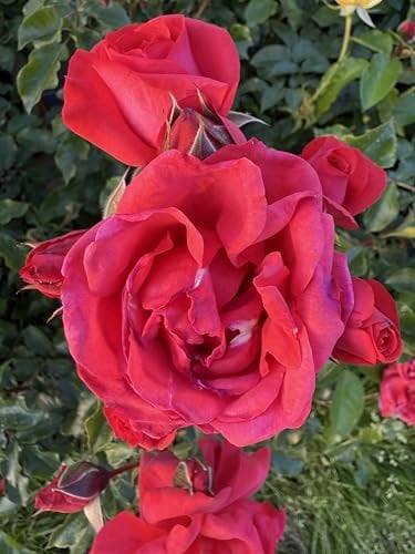 ‘Cherry Bonica’ – 4L Potted Floribunda Rose – Red Blooms – Lovely Gift Idea