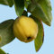 50 pcs Quittenbaum Kaufen Samen, pflanzen samen, obstbäume Obstbaum, Cydonia oblonga, obstpflanzen, gartendeko für draußen garten geschenke, pflanze echt winterharte stauden, pflanzen