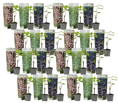 Plant in a Box - Mezcla de 24 plantas de uva - Vitis Vinifera - Uva - Maceta 9cm - Altura 25-40cm