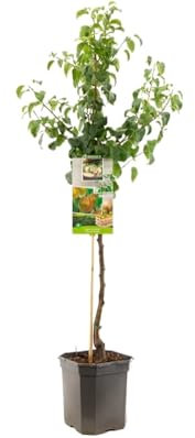 Peral Natural Árbol Frutal de Fácil Mantenimiento para Exteriores