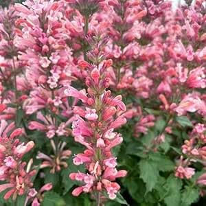 Nuevas semillas de plantas frescas de Agastache 50 piezas