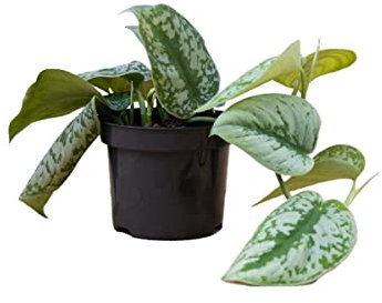 PLNTS - Scindapsus Pictus Trebie - Zimmerpflanzen, Pflanzen Echt, Nachhaltige Verpackung - 12cm Topf - Höhe 25cm - Direkt von der Gärtnerei