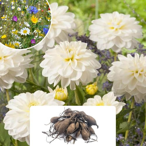 1 Dahlia White Onesta – Elegant Creamy White & Yellow Flowers – Perfect for Summer Gardens – Hardy Perennial Bulb – Grows Well in UK Climate Conditions