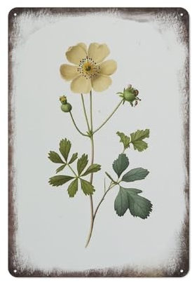 Buttercup Art Flower Art Flower Poster Vintage Botanical Vintage Schilder Retro Aluminium Metall Blechschild für Home Office Küche Bar Cafe Garten Wanddekoration 20,3 x 30,5 cm